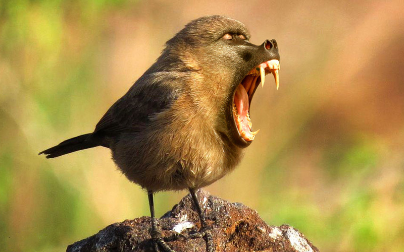 Illustration for article titled Common Animals Morphed Into Terrifying New Species